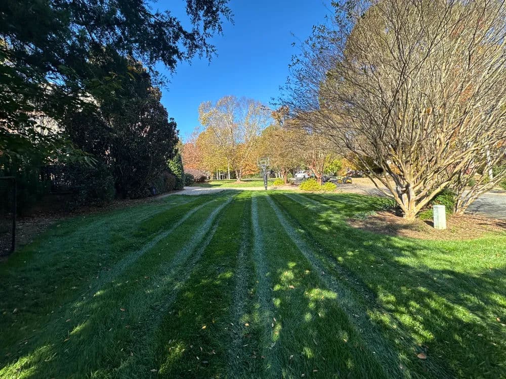Lush green lawn with freshly mowed stripes under a clear blue sky and autumn trees.