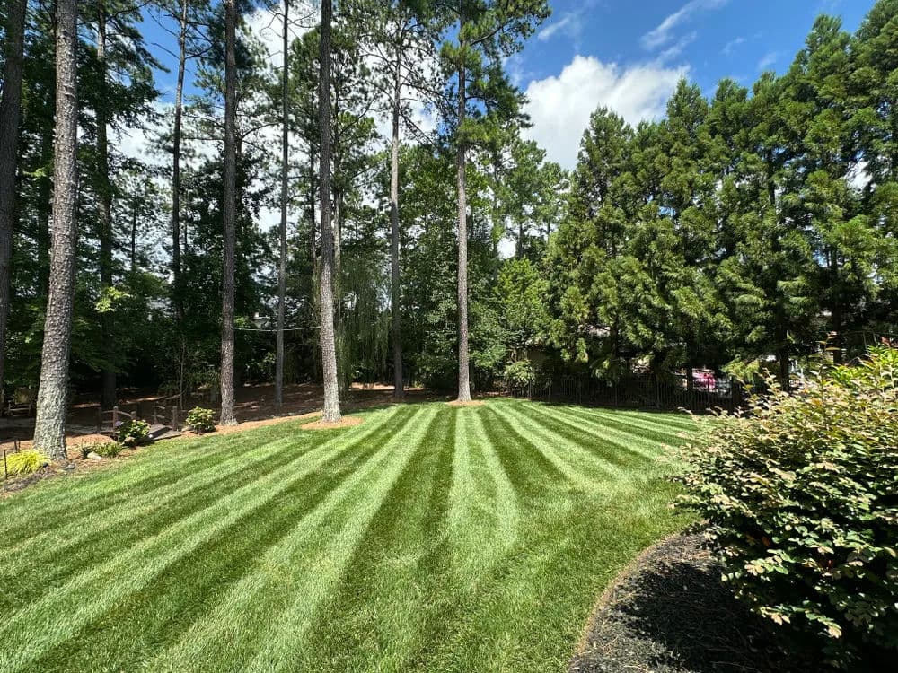 Lush green lawn with striped grass, surrounded by tall pine trees and vibrant greenery.