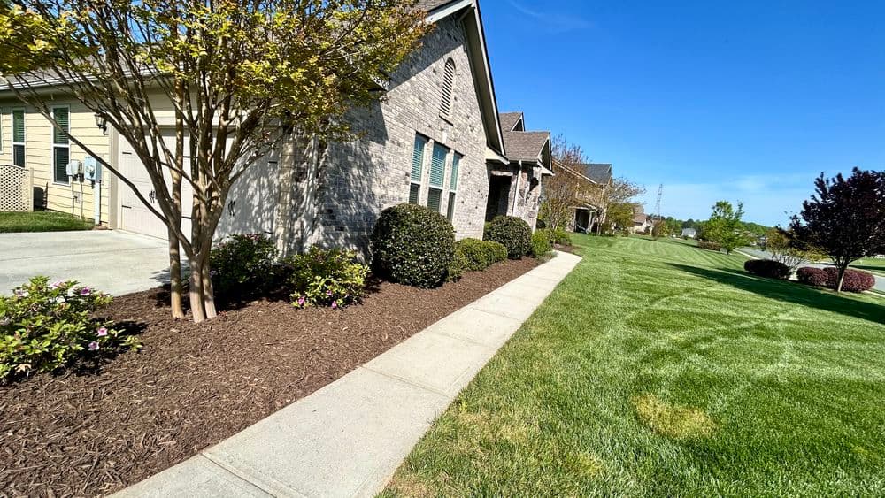 Residential landscaping with a sidewalk, shrubs, and a clear blue sky.