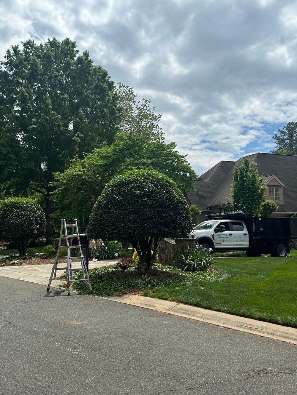 Landscaping crew working on a well-maintained residential yard with spherical shrubs.