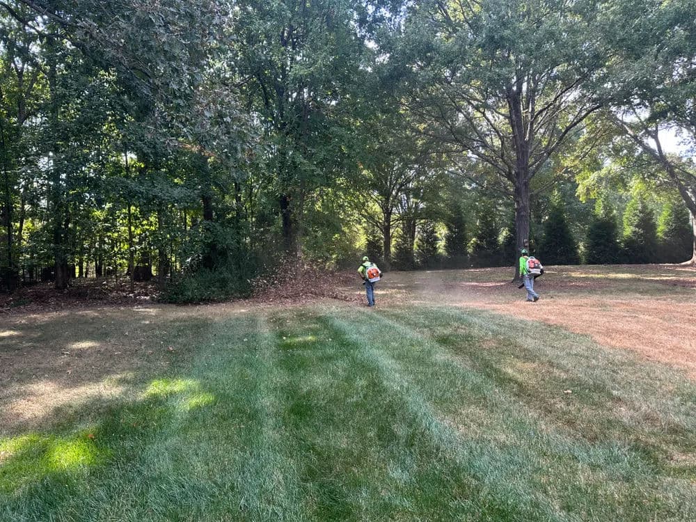 Two landscapers clearing leaves with leaf blowers in a grassy yard surrounded by trees.