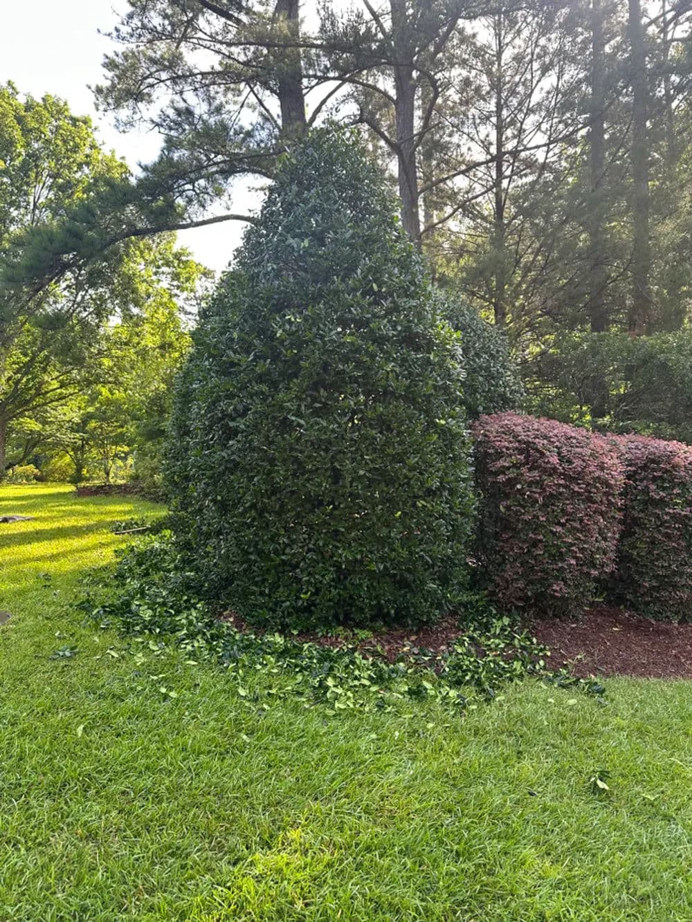 Lush green cone-shaped hedge surrounded by colorful shrubs in a sunny garden.