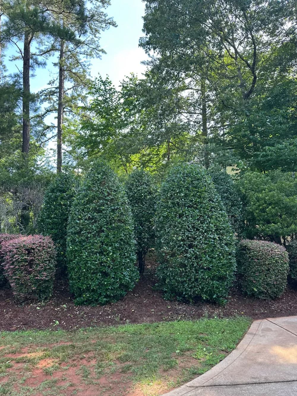 Well-maintained shrubs and trees providing lush greenery in a residential garden setting.