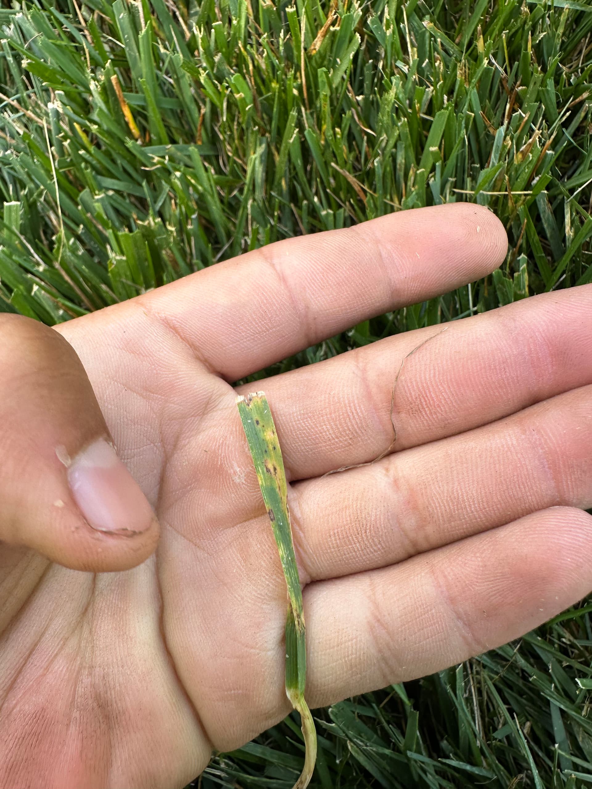 Brown Spots in Your Lawn Could Be Fungus - Here's How to Tell image