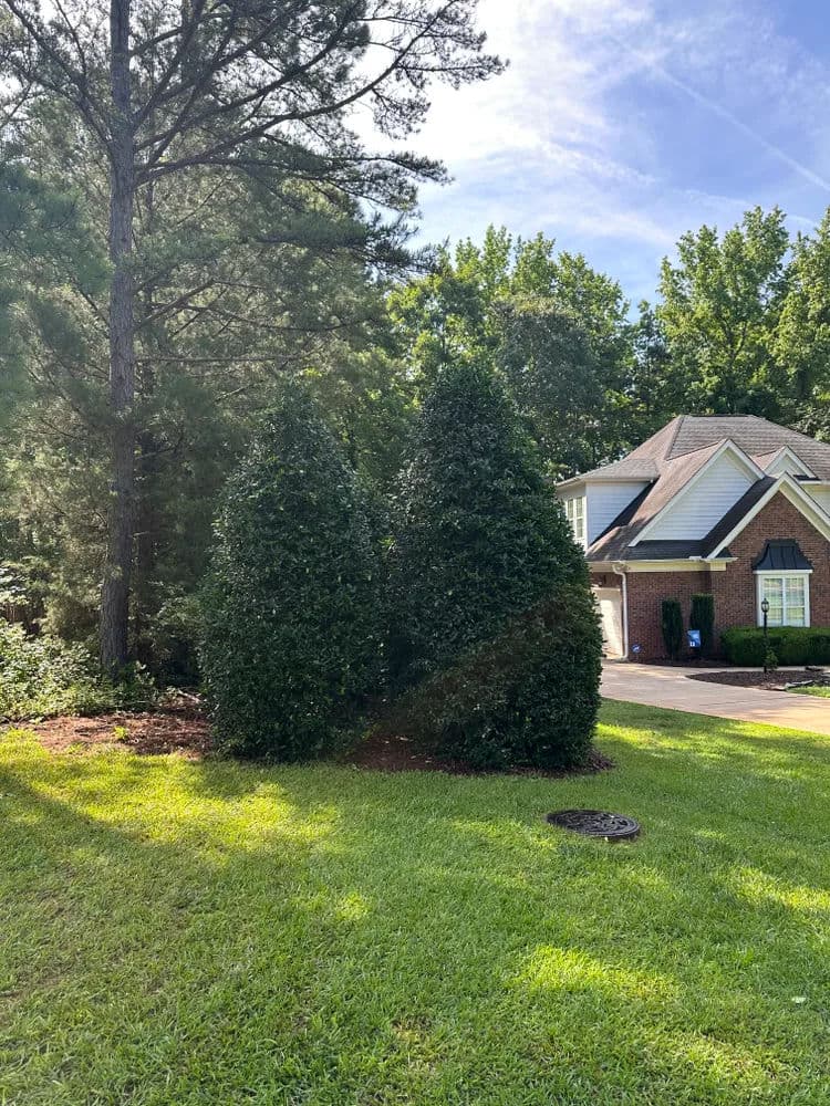 Two symmetrical evergreen shrubs in a well-maintained lawn beside a brick house.