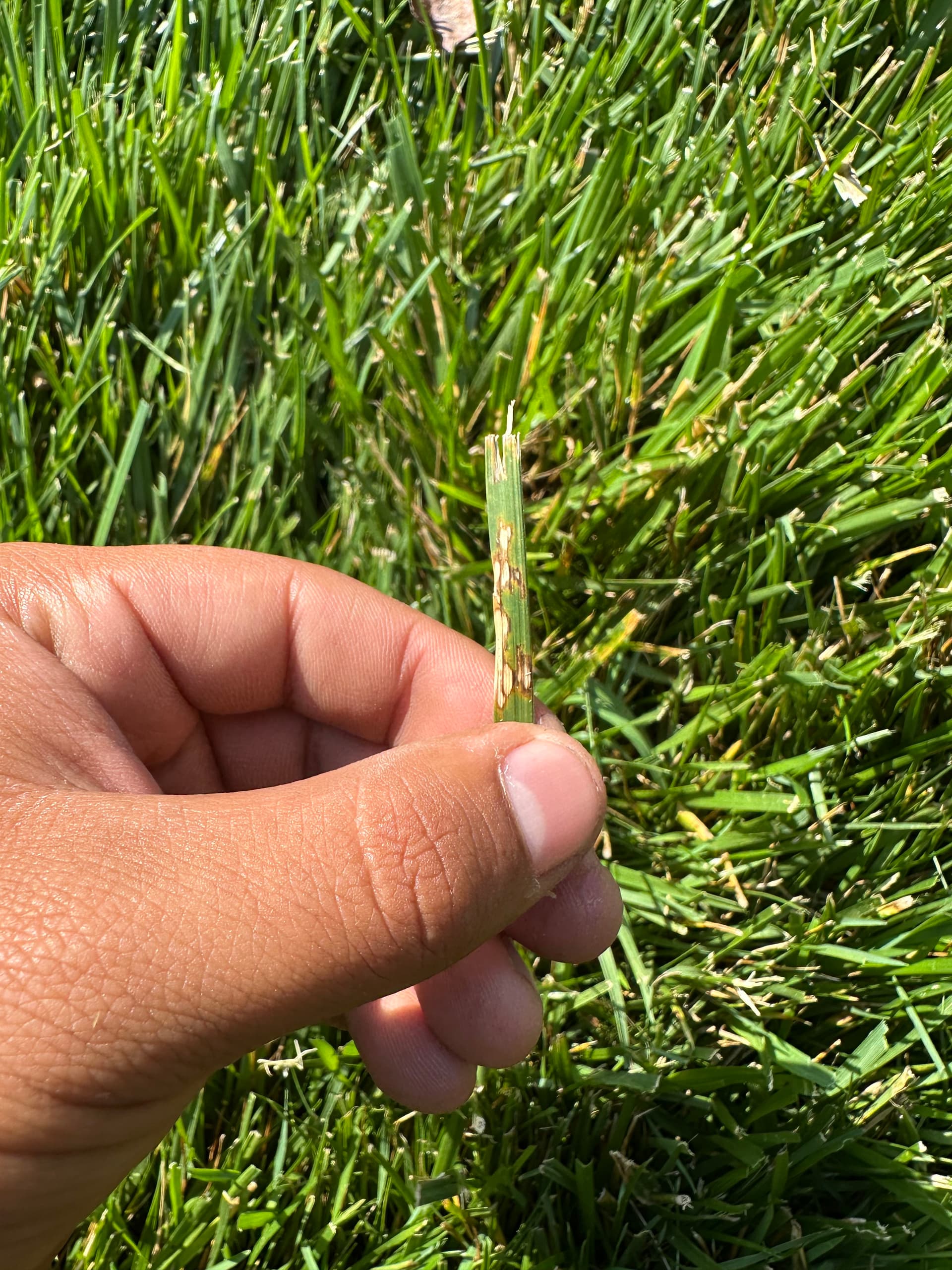 Gallery photos for Brown Spots in Your Lawn Could Be Fungus - Here's How to Tell: Image #1